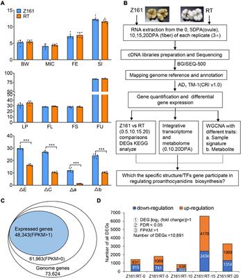 Transcriptome Co-expression Network and Metabolome Analysis Identifies Key Genes and Regulators of Proanthocyanidins Biosynthesis in Brown Cotton